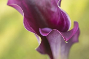Curl Prints: USA, Maine, Harpswell. Purple calla lily close-up