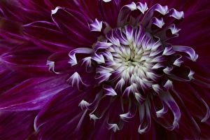 Kathleen Clemons Prints: USA, Maine, Harpswell. Purple dahlia detail