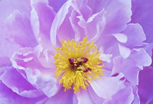 Kathleen Clemons Prints: USA, Maine, Harpswell. Purple peony detail