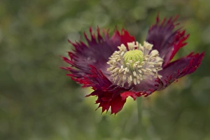 Kathleen Clemons Prints: USA, Maine, Harpswell. Red poppy