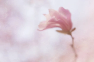 Kathleen Clemons Prints: USA, Maine, Harpswell. Soft magnolia flower