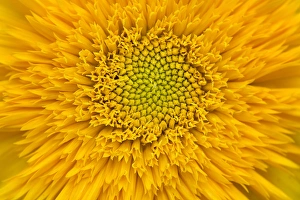 Kathleen Clemons Prints: USA, Maine, Harpswell. Sunflower detail. Credit as: Kathleen Clemons / Jaynes Gallery