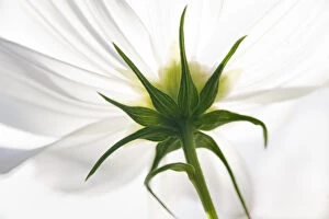 USA, Maine, Harpswell. The underside view of a white cosmos flower
