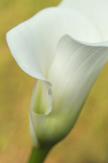 Kathleen Clemons Prints: USA, Maine, Harpswell. White calla lily. Credit as: Kathleen Clemons / Jaynes Gallery