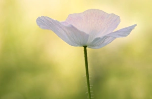Kathleen Clemons Prints: USA, Maine, Harpswell. White poppy