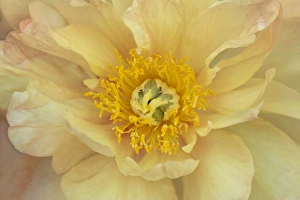 Kathleen Clemons Prints: USA, Maine, Harpswell. Yellow peony