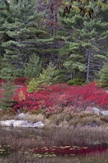 Reed Prints: USA, Maine. Low bush blueberry and evergreen, New Mills Meadow Pond, Acadia National Park