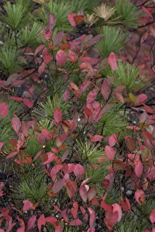 Images Dated 23rd October 2017: USA, Maine. Low bush blueberry and evergreen detail