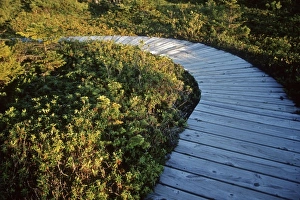 Wet Land Prints: USA, Maine, Lubec. A walkway through West Quoddy Head Bog, in Quoddy Head State Park