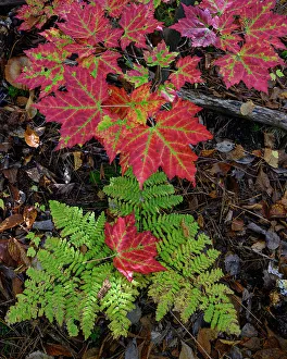 Maine Prints: USA, Maine. Maple leaves and Fern, Baxter State Park