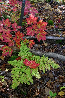 Maine Prints: USA, Maine. Maple leaves and Fern, Baxter State Park