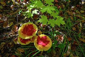 Maine Prints: USA, Maine. Maple leaves and mushrooms, Baxter State Park