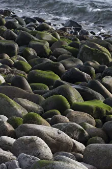 Images Dated 22nd October 2017: USA, Maine. Moss covered rocks and ocean, Boulder Beach, Acadia National Park