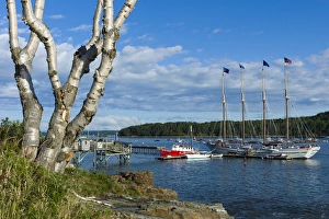 Frenchman Bay Prints: USA, Maine, Mt. Desert Island, Bar Harbor, tall ship, Frenchman Bay, morning