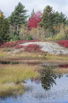 Images Dated 23rd October 2017: USA, Maine. New Mills Meadow Pond, Acadia National Park