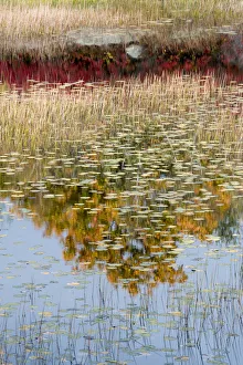 Images Dated 23rd October 2017: USA, Maine. New Mills Meadow Pond, Acadia National Park