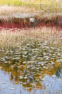 Images Dated 23rd October 2017: USA, Maine. New Mills Meadow Pond, Acadia National Park