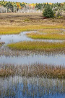 Images Dated 23rd October 2017: USA, Maine. New Mills Meadow Pond, Acadia National Park
