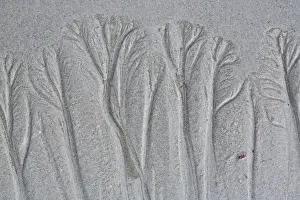 Images Dated 2nd September 2014: USA, Maine, Pine Point. Forest-like beach sand patterns