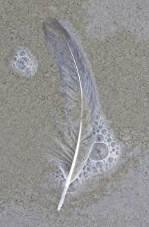 Bubble Prints: USA, Maine, Pine Point. Gull feather on beach