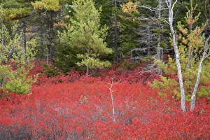 Blueberry Prints: USA, Maine. Red blueberry bushes in Acadia National Park