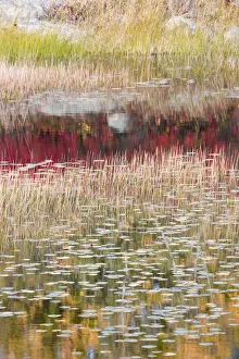 Reed Prints: USA, Maine. Reflections, New Mills Meadow Pond, Acadia National Park