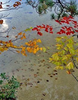 Images Dated 26th March 2015: USA, Maine. Scenic of lake shore of Upper Togue Pond