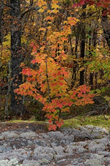 Deciduous Prints: USA, Maine. Small maple tree, Baxter State Park
