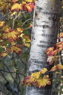 Images Dated 21st October 2017: USA, Maine. Sugar Maple, Sieur de Monts, Acadia National Park
