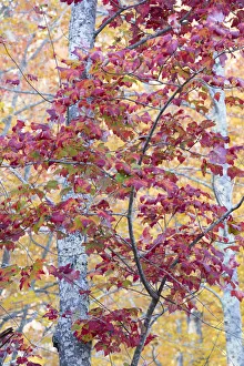 Sugar Maple Prints: USA, Maine. Sugar Maple, Sieur de Monts, Acadia National Park