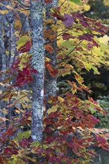 Images Dated 23rd October 2017: USA, Maine. Sugar Maple, Sieur de Monts, Acadia National Park