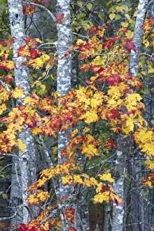 Images Dated 21st October 2017: USA, Maine. Sugar Maple, Sieur de Monts, Acadia National Park