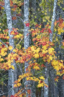 Sugar Maple Prints: USA, Maine. Vibrant colors of the Sugar Maple, Sieur de Monts, Acadia National Park