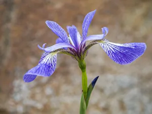 Images Dated 7th April 2020: USA, Maine. Wild Iris, Schoodic Point, Schoodic Peninsula, Acadia National Park