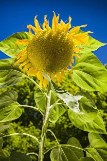 Sunflower Prints: USA, Maine, Wiscasset, sunflower