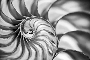 USA, Martinsville, Indiana. Macro view of the interior of a nautilus shell
