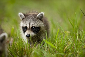 USA, Maryland, Assateague Island National Seashore, Young Raccoon (Procyon lotor) USA, Maryland, Assateague Island National Seashore, Young Raccoon (Procyon lotor)