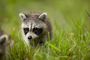 Maryland Prints: USA, Maryland, Assateague Island National Seashore, Young Raccoon (Procyon lotor)