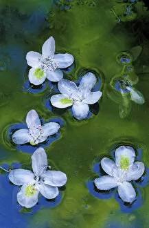 USA, Maryland, Azalea blossoms floating in stream with reflections
