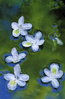 Quiet Prints: USA, Maryland, Azalea blossoms floating in stream with reflections