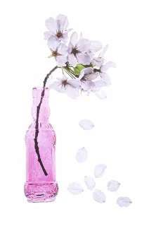 Cherry Blossom Prints: USA, Maryland, Bethesda. Pink vase with cherry blossoms
