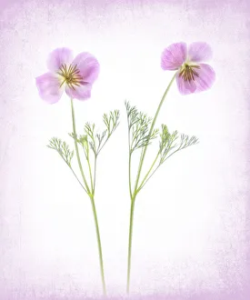 Poppy Prints: Usa, Maryland, Bethesda. Two poppies