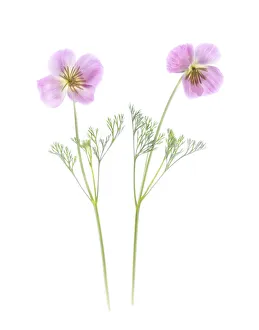 Images Dated 4th November 2021: Usa, Maryland, Bethesda. Two poppies