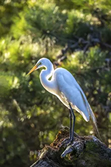 USA, Maryland, Chincoteague Island, egret