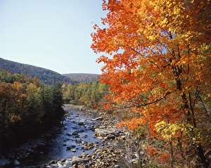 North Fork Prints: USA, Maryland, Potomac State Forest, North Fork of the Potomac River