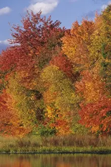 John Lisa Merrill Prints: USA, Massachusetts, Acton. Reflection of autumn foliage in pond