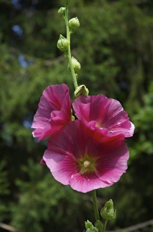 Stockbridge Prints: USA, Massachusetts, Berkshires, Stockbridge, pink hollyhock