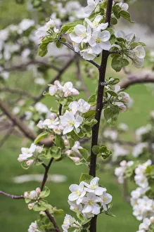 Images Dated 3rd May 2017: USA, Massachusetts, Bolton. Apple trees in bloom