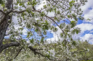 Images Dated 3rd May 2017: USA, Massachusetts, Bolton. Apple trees in bloom