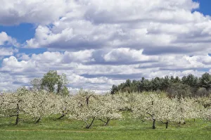 Images Dated 3rd May 2017: USA, Massachusetts, Bolton. Apple trees in bloom
